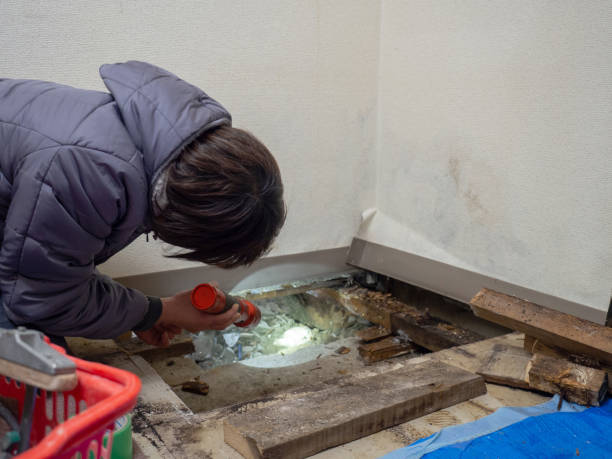Best Mold Removal for HVAC Installations  in Mallory, WV