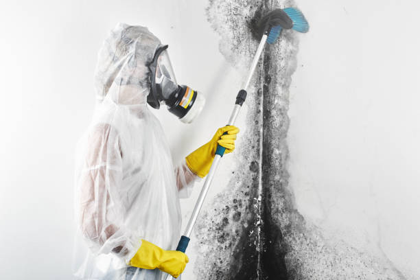 Best Forensic Mold Investigation  in Mallory, WV
