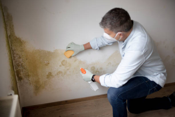 Mallory, WV Mold Removal Company