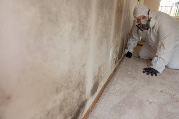 Best Residential Mold Inspection & Testing  in Mallory, WV